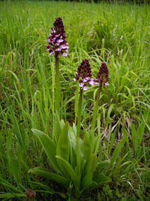 Orchis purpurea